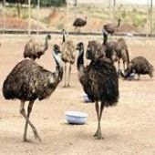 Emu Farming